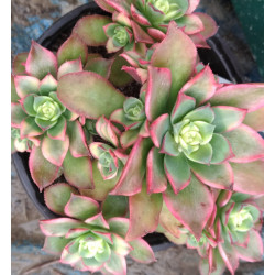 Aeonium haworthi  Dream Color