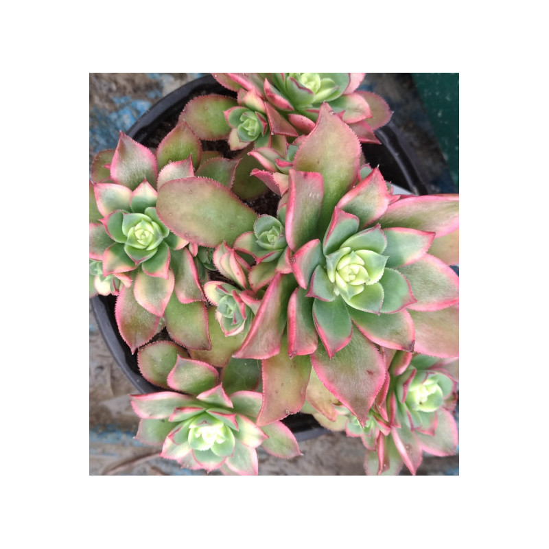 Aeonium haworthii  Dream Color