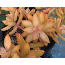 Sedum adolphii