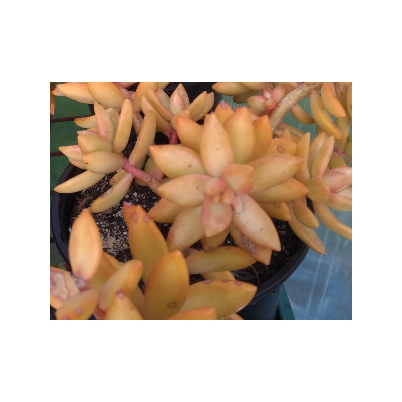 Sedum adolphii Sedum adolphii