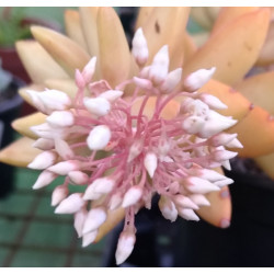 Sedum adolphii