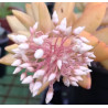 Sedum adolphii