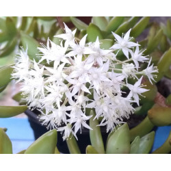 Sedum adolphii