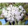 Sedum adolphii