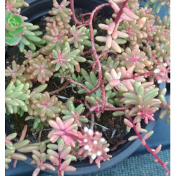Sedum album