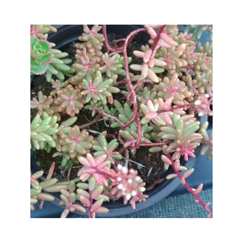 Sedum album Sedum album