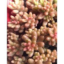 Sedum album