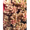 Sedum album