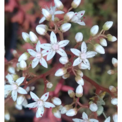 Sedum album