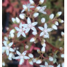 Sedum album