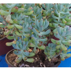 Sedum pachyphyllum