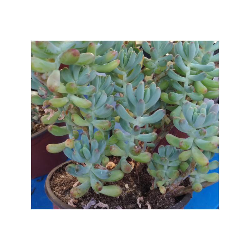 Sedum pachyphyllum Sedum pachyphyllum