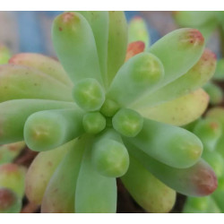 Sedum pachyphyllum