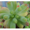 Sedum pachyphyllum