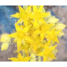 Sedum pachyphyllum