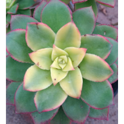 Aeonium haworthi  Dream Color