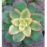 Aeonium haworthi  Dream Color