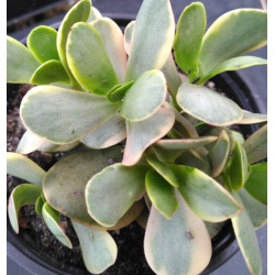 Crassula Purple Butterfly