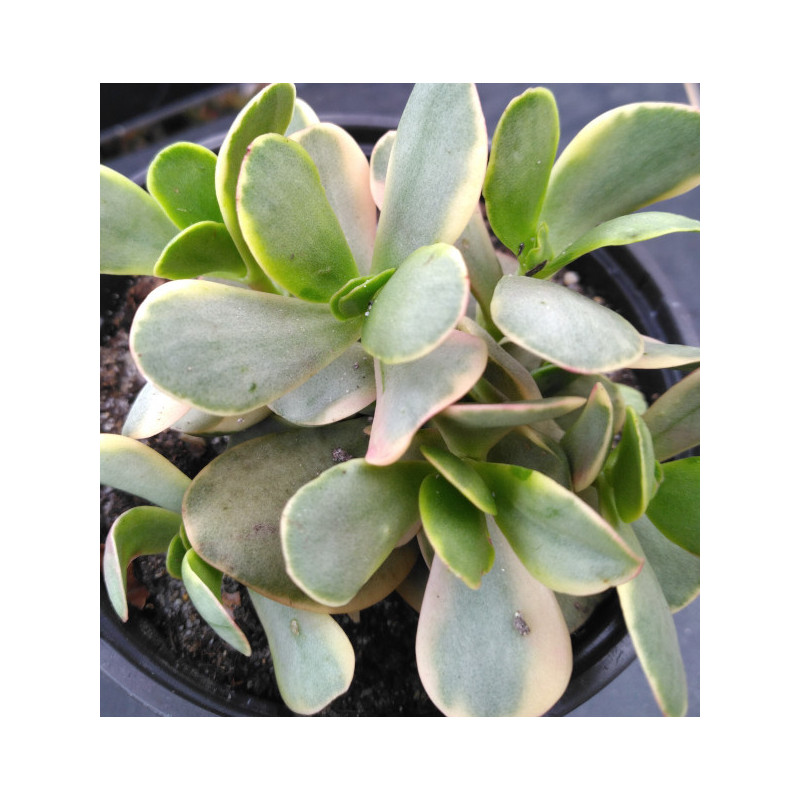 Crassula Purple Butterfly Crassula Purple Butterfly