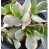 Crassula Purple Butterfly