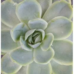 Echeveria elegans