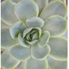 Echeveria elegans