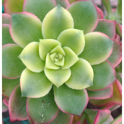 Aeonium haworthi  Dream Color