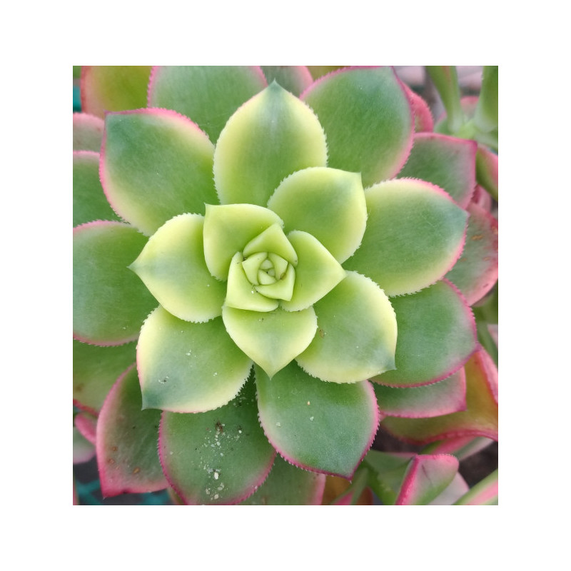 Aeonium haworthi Dream Color Aeonium haworthi Dream Color