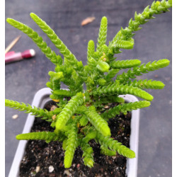 Crassula muscosa