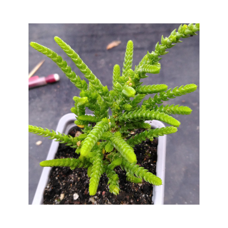 Crassula muscosa Crassula muscosa