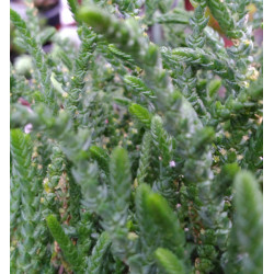 Crassula muscosa