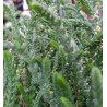 Crassula muscosa