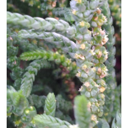 Crassula muscosa