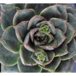 Echeveria Fabiola