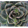 Echeveria Fabiola