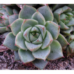 Echeveria Fabiola