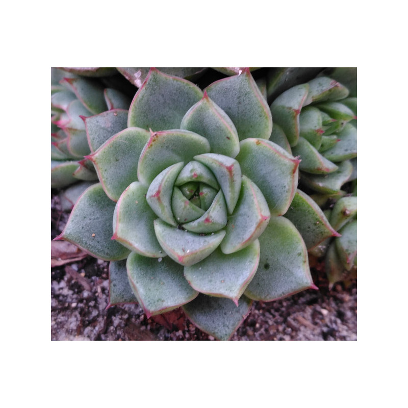 Echeveria Fabiola Echeveria Fabiola