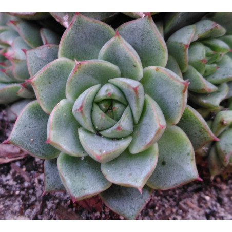 Echeveria Fabiola