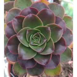 Aeonium percareum