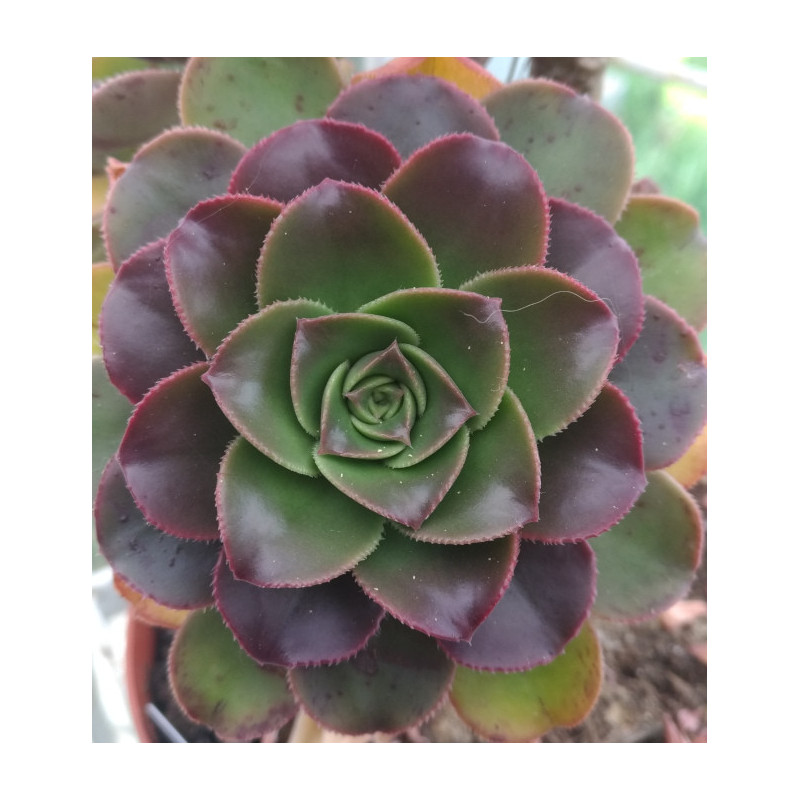 Aeonium percareum Aeonium percareum