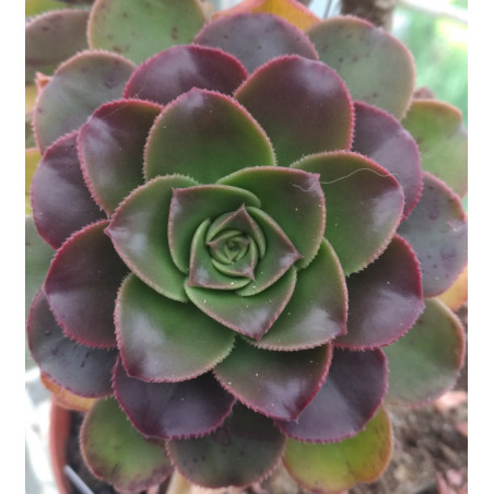 Aeonium percareum