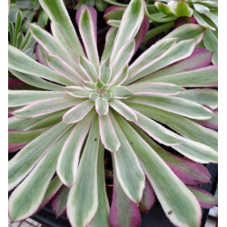 Aeonium Zwartkin white