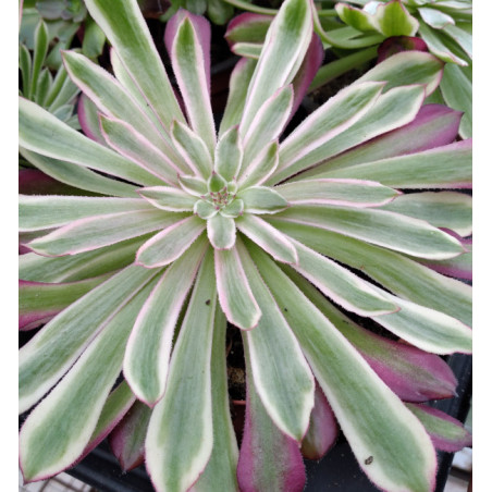 Aeonium Zwartkin white
