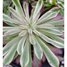 Aeonium Zwartkin white