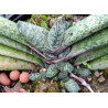 Gasteria disticha