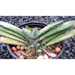Gasteria disticha