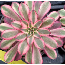 Aeonium Chanel