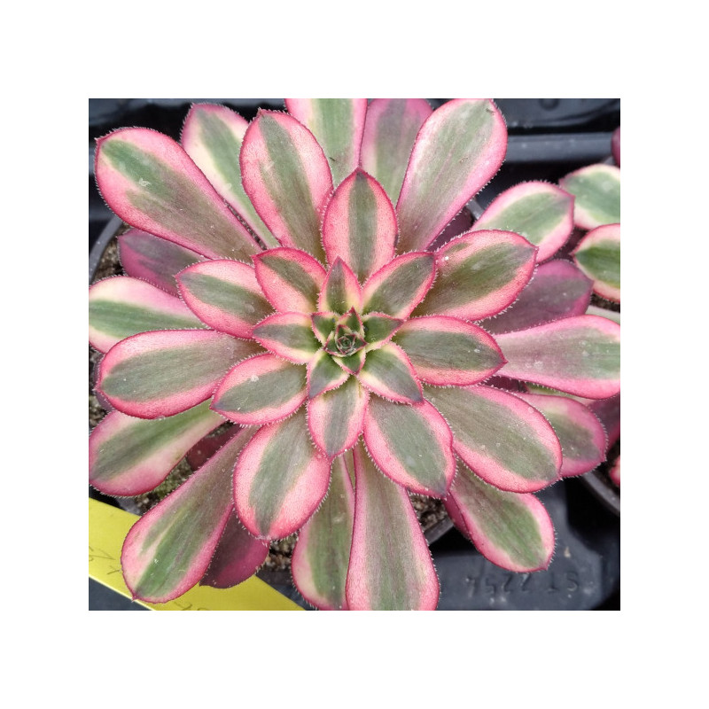 Aeonium Chanel Aeonium Chanel