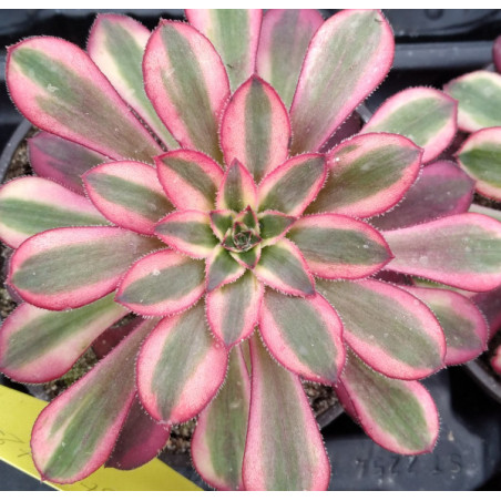 Aeonium Chanel
