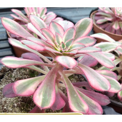 Aeonium Chanel